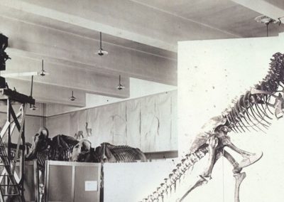 T-Rex – A Dinosaur in Hollywood